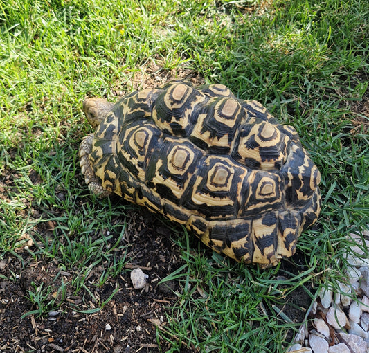 Pantherschildkröten