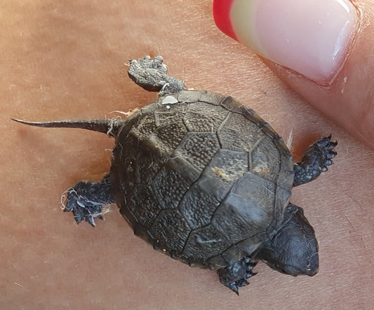 Europäische Sumpfschildkröten Emys orbicularis