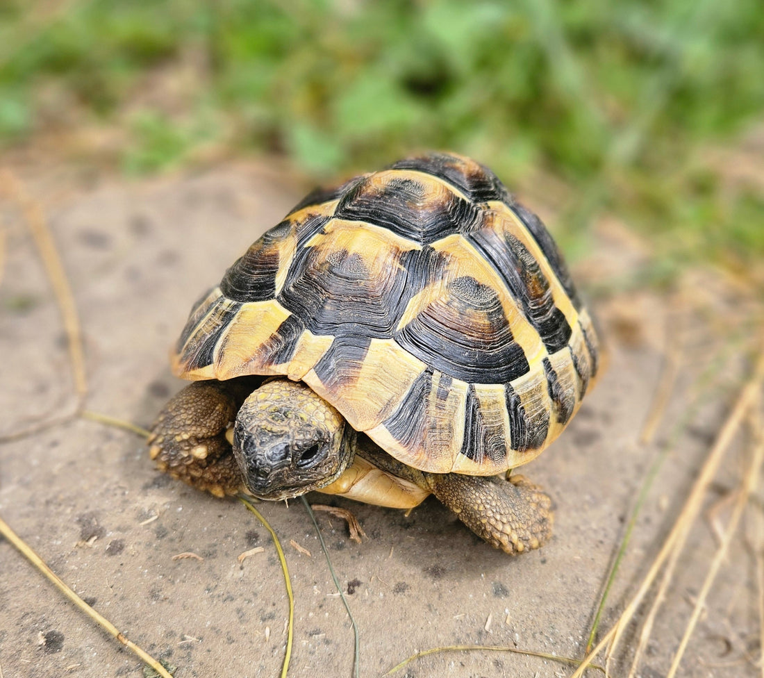 Griechische Landschildkröte männlich zu verschenken