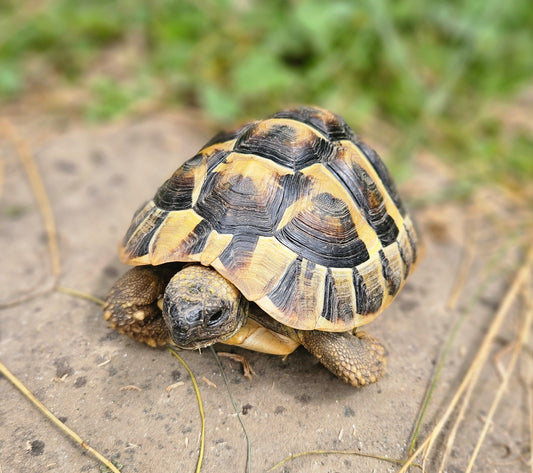 Griechische Landschildkröte männlich zu verschenken