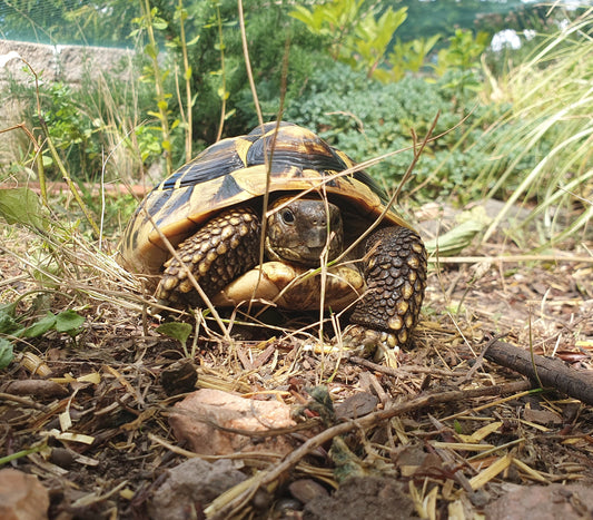 Griechische Landschildkröten NZ 2020