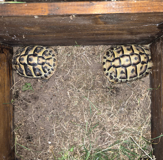 2 griechische Landschildkröten abzugeben