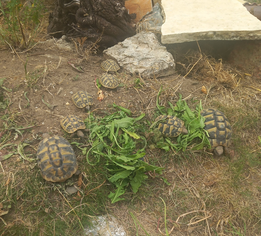 Griechische Landschildkröten NZ 2025 zu verkaufen