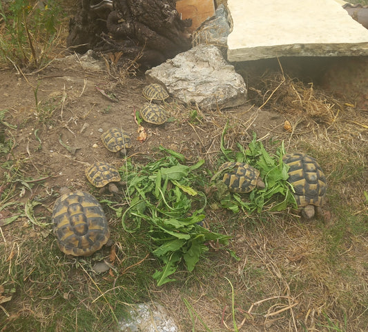 Griechische Landschildkröten NZ 2025 zu verkaufen