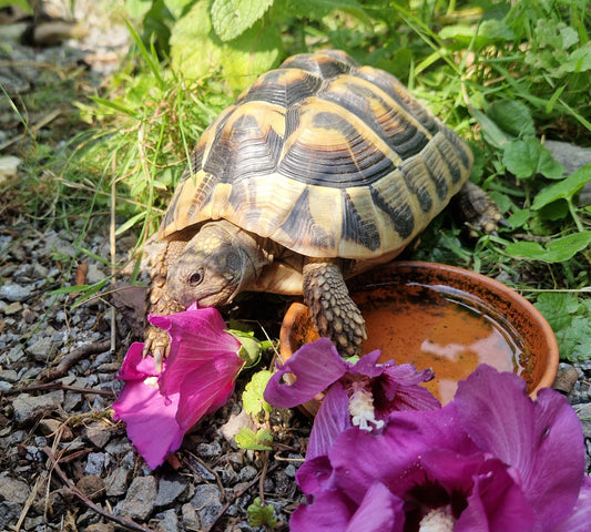 Griechische Landschildkröten zu verkaufen