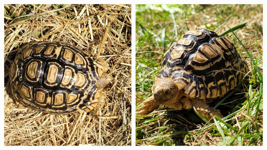 Kleine Pantherschildkröte zu verkaufen (kein Winterschlaf!)