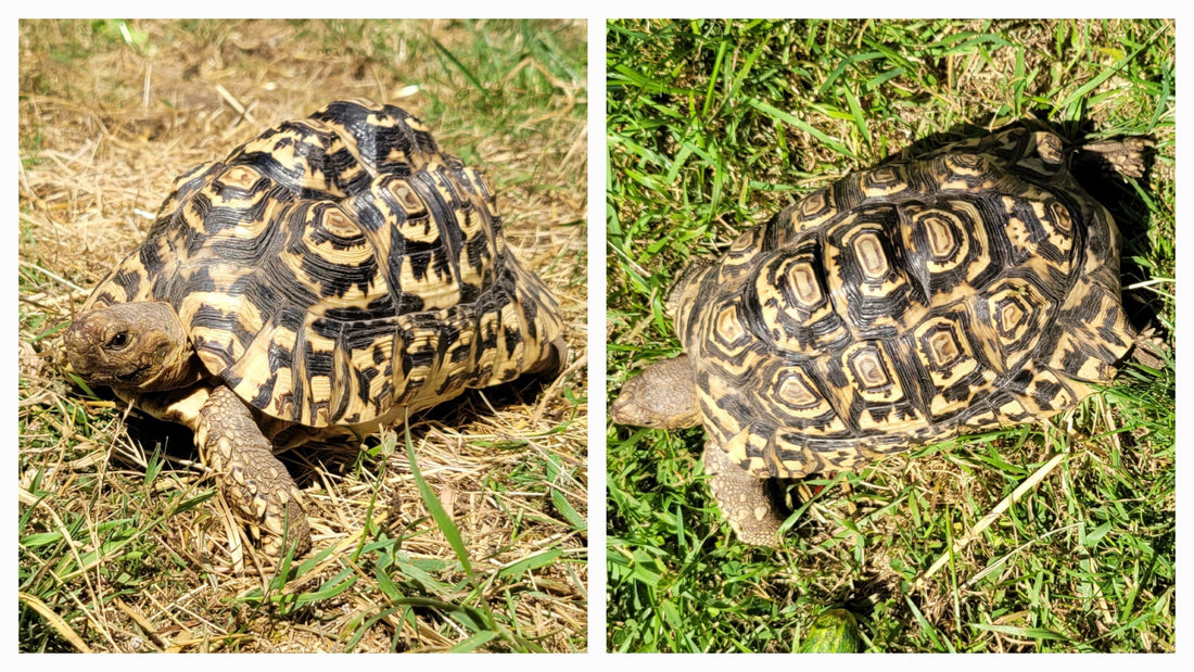 Mittlere Pantherschildkröte zu verkaufen (kein Winterschlaf!)