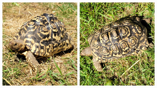 Mittlere Pantherschildkröte zu verkaufen (kein Winterschlaf!)