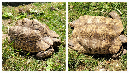 Grosse Pantherschildkröte zu verkaufen (kein Winterschlaf!)