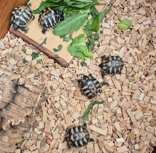 Griechische Landschildkröten NZ.2026 zu verkaufen