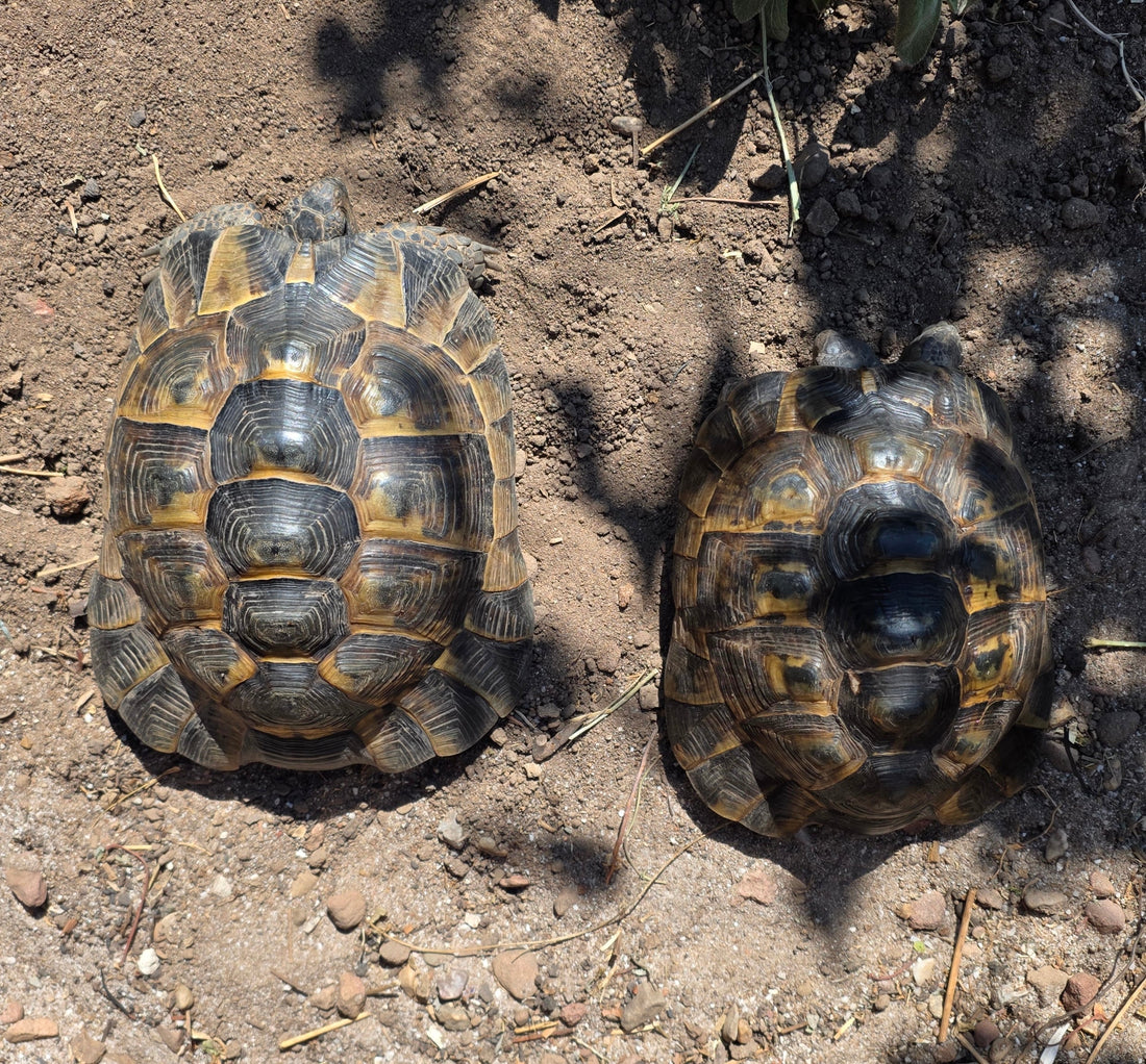 Testudo graeca, Maurische Landschildkröten zu verkaufen