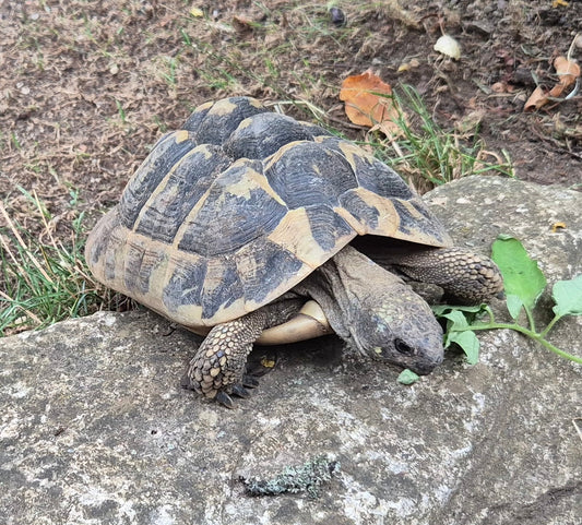 Großes adultes Weibchen der griechischen Landschildkröte testudo hermanni boettgeri (thb)