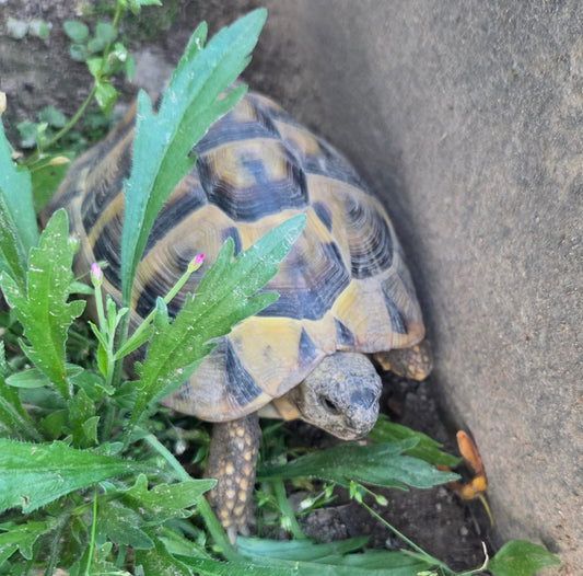 Griechische Landschildkröte männlich 2018