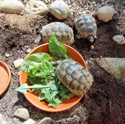 Maurische Landschildkröten NZ 2021 abzugeben
