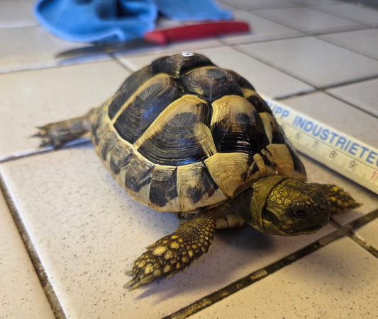 Griechische Landschildkröten Nachzucht 2024 aus Hobbyzucht zu verkaufen