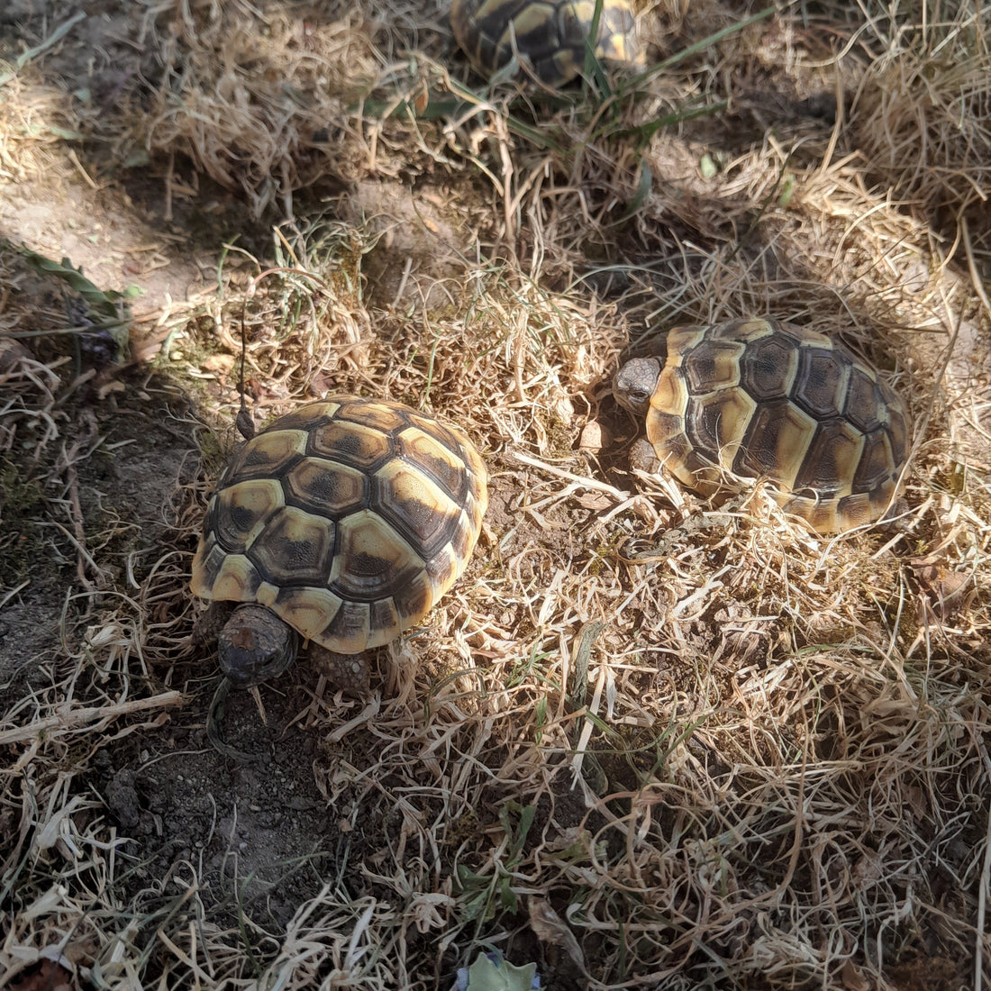 Griechische Landschildkröte zu verkaufen