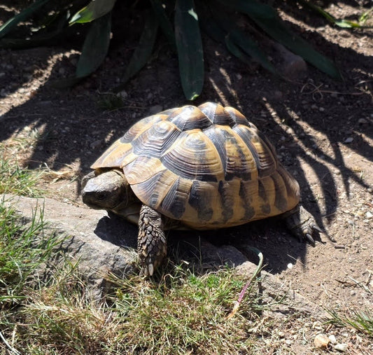 Griechische Landschildkröte