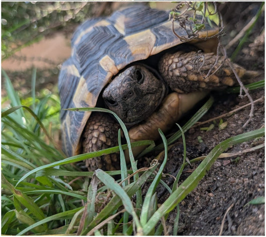 Männliche griechische Landschildkröte abzugeben, 5 J.