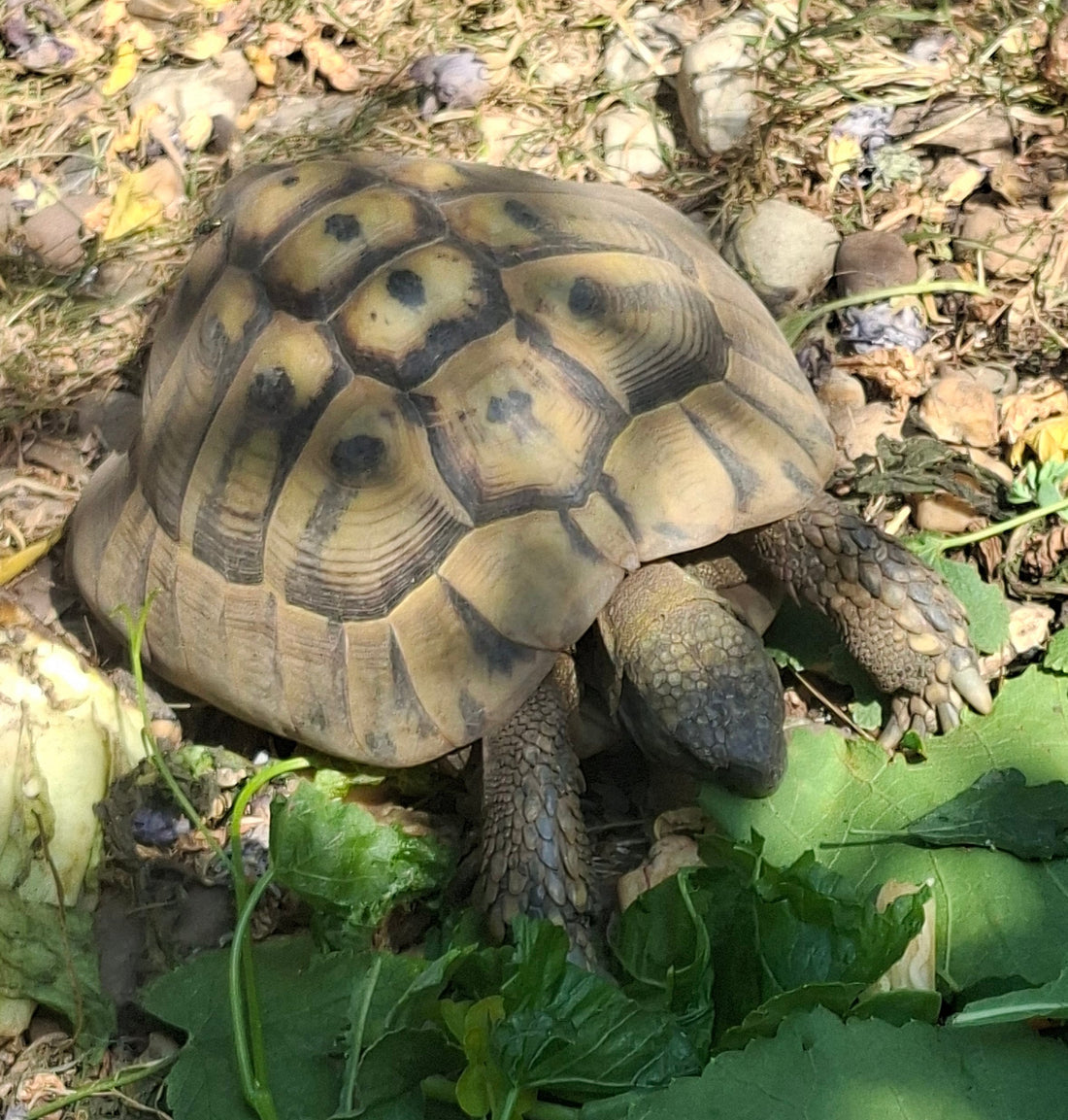 Griechische Landschildkröten Thb Männchen und Weibchen