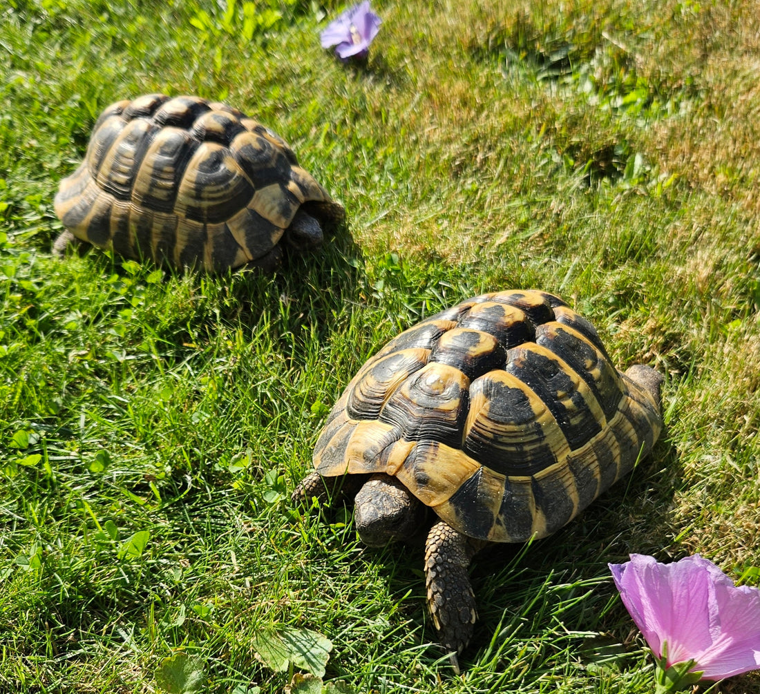2 griechische männliche Landschildkröten dringend abzugeben