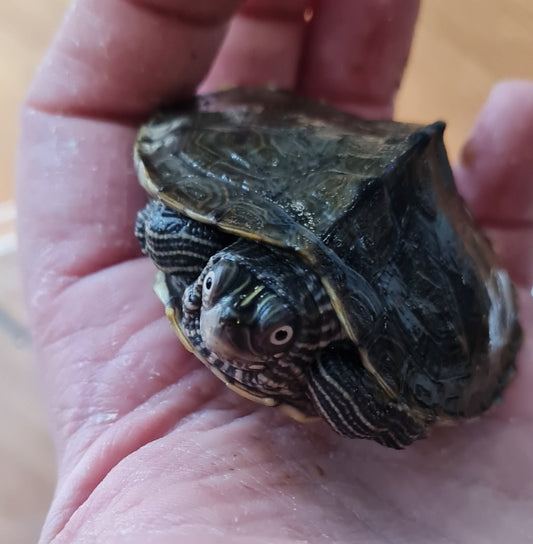 3 Mississippi Höckerschildkröten
