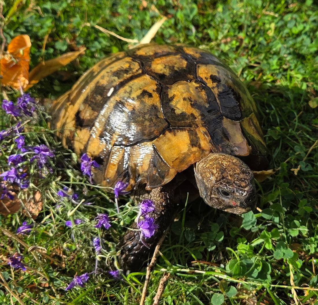 Griechische Landschildkröte, männlich, 50 Jahre alt, in gute Hände abzugeben