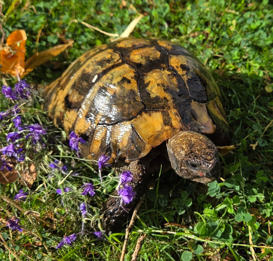 Griechische Landschildkröte, männlich, 50 Jahre alt, in gute Hände abzugeben