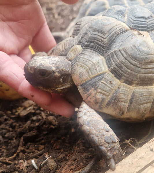 Pärchen Testudo marginata, 7 Jahre alt