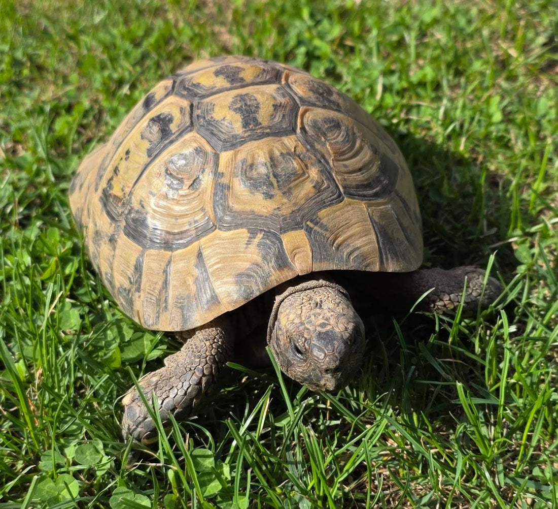 Griechische Landschildkröten