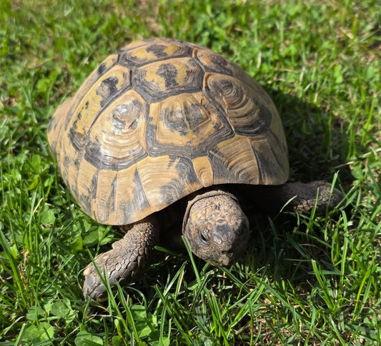 Griechische Landschildkröten