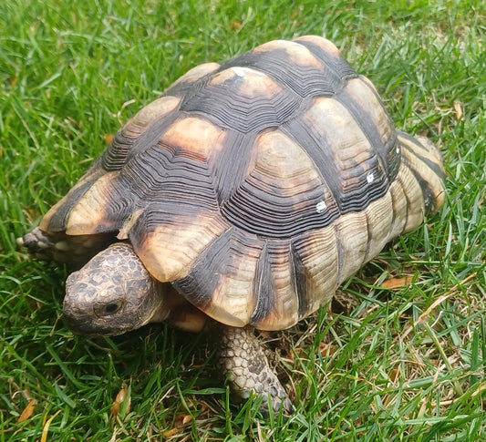 2 Testudo marginata gb 2011 männlich zu verkaufen