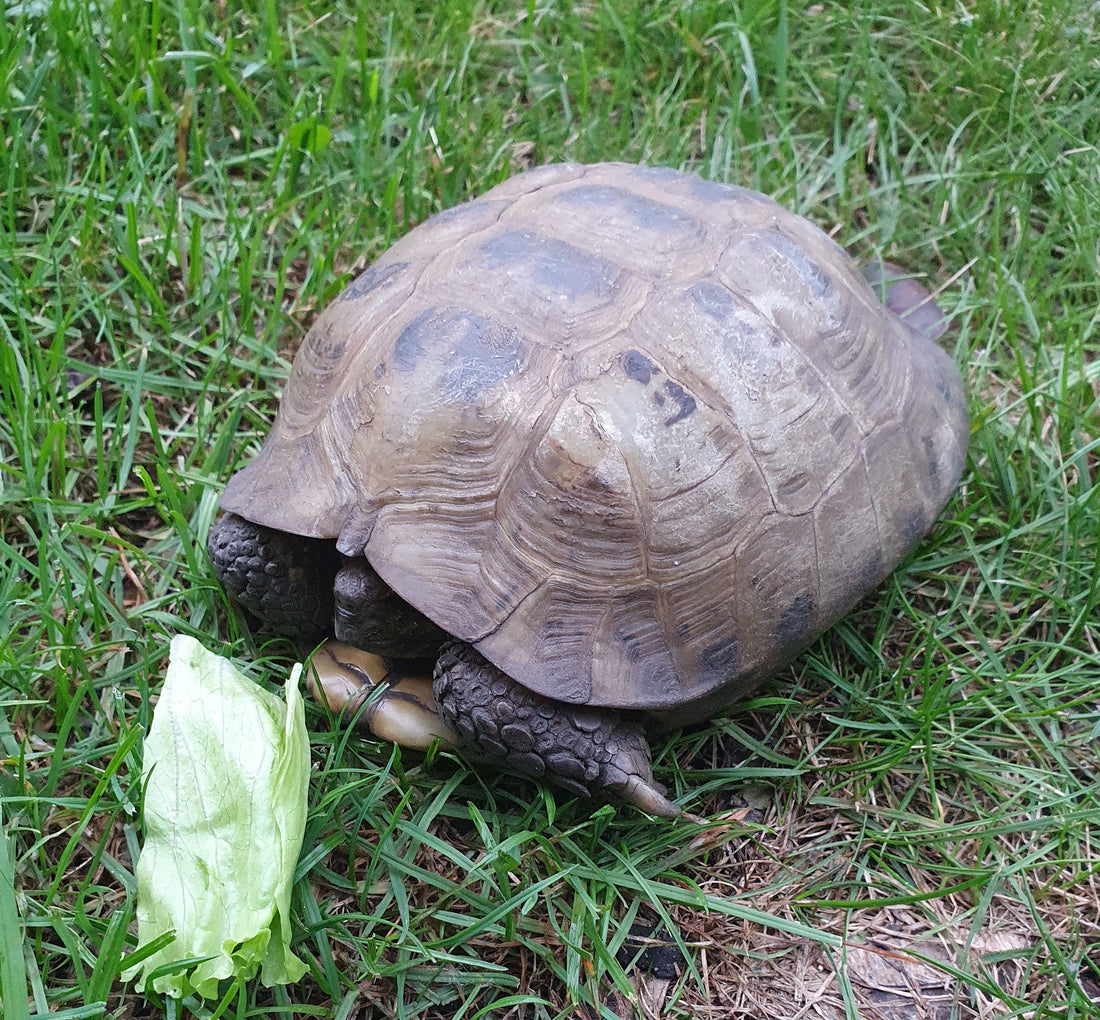 Verkauf einer griechischen Landschildkröte
