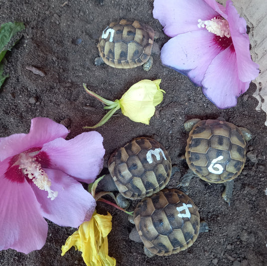 Griechische Landschildkröten NZ2026 zu verschenken