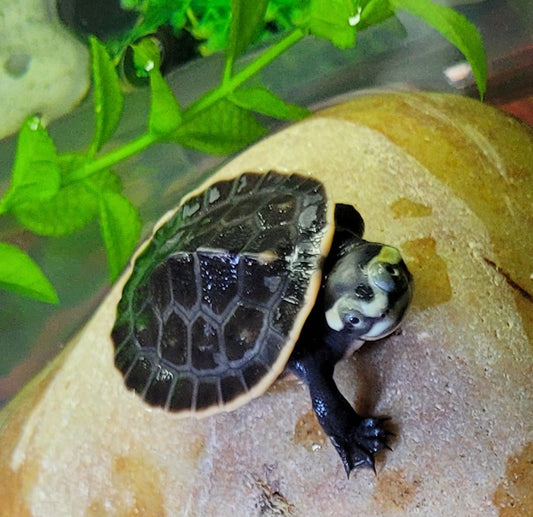 Verkaufe Babys Rotbauch-Spitzkopfschildkröte