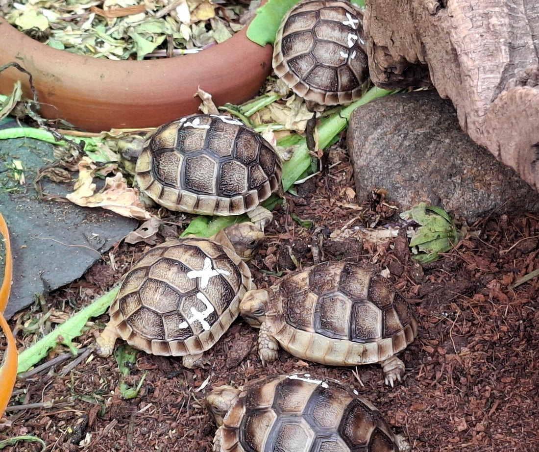 Breitrandschildkröte – Testudo marginata NZ aus 2026 zu verkaufen