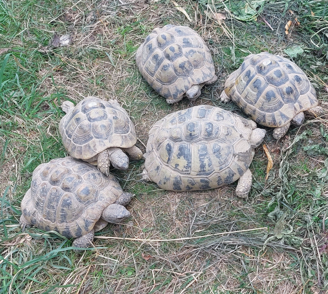 Zuchtgruppe 1,5 testudo hermanni