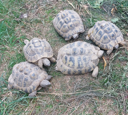 Zuchtgruppe 1,5 testudo hermanni