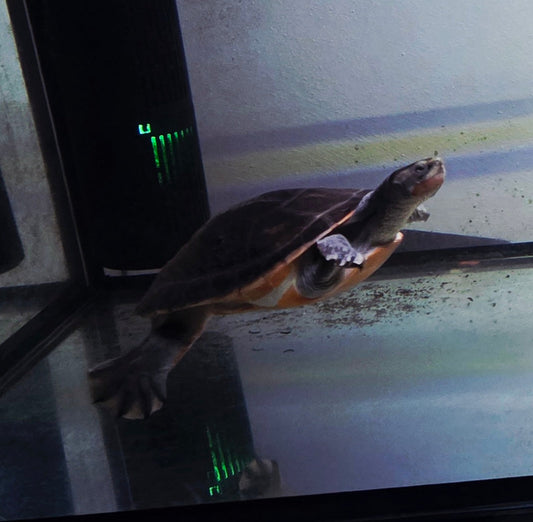 Rotbauchspitzkopfschildkröte Konstanz
