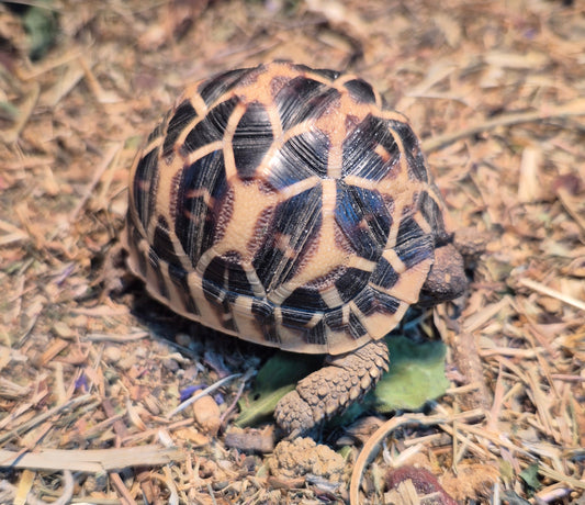 Sternschildkröte NZ 2025