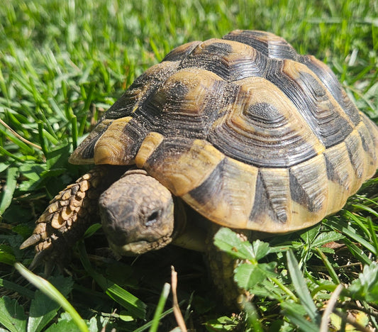 Griechische Landschildkröten v. 2022