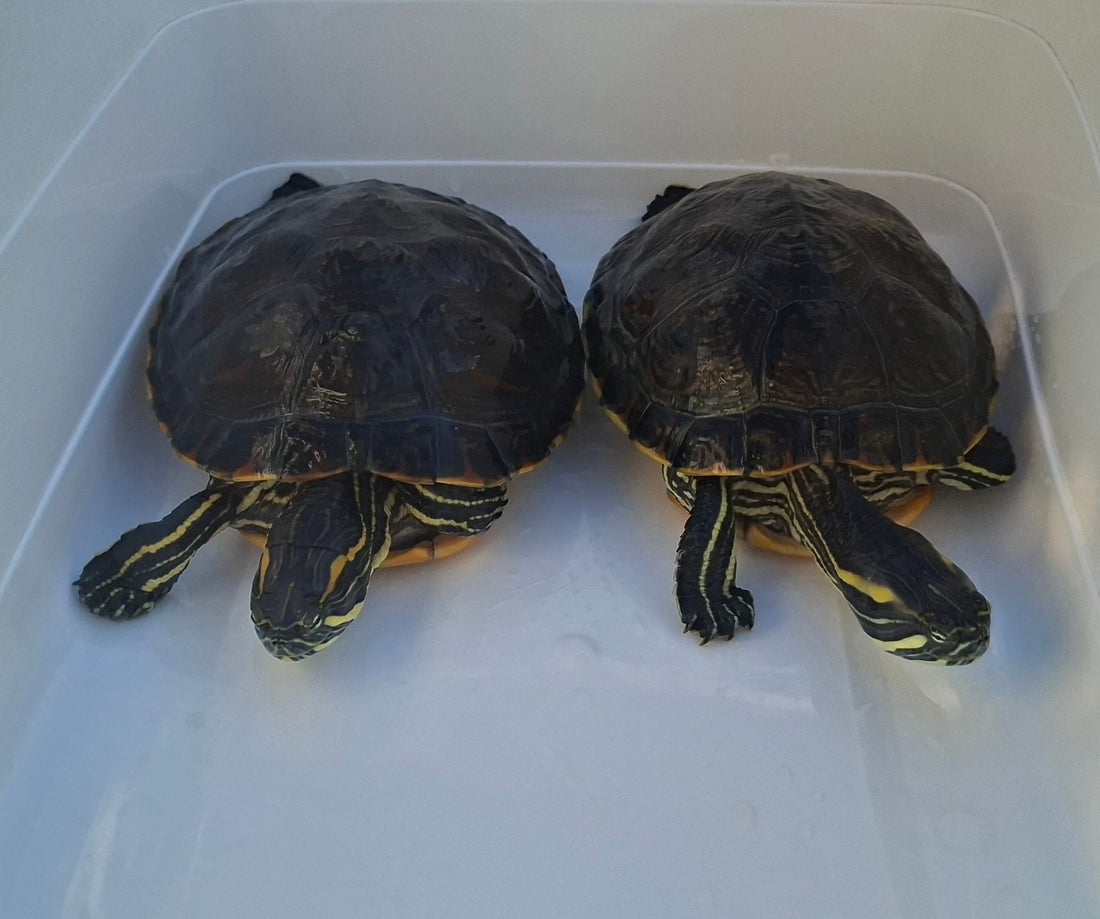 Schmuckschildkröten Wasserschildkröten Schildkröten Weibchen & Männchen