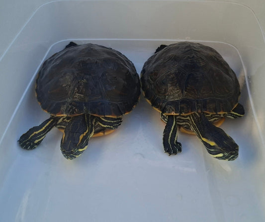 Schmuckschildkröten Wasserschildkröten Schildkröten Weibchen & Männchen