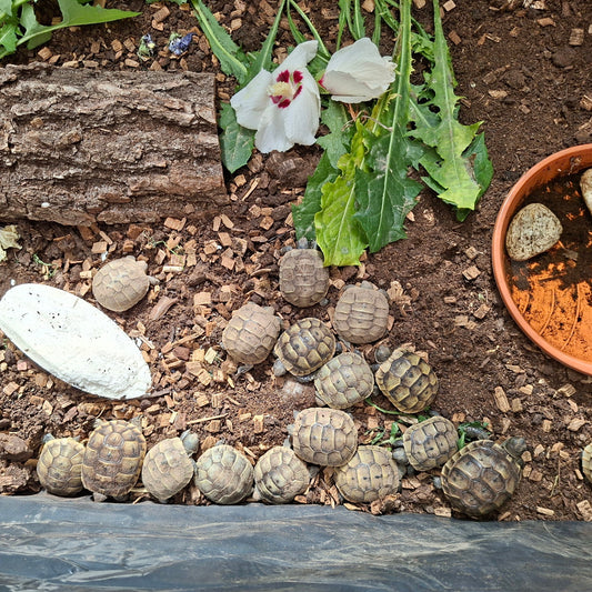 Verkaufe Maurische Landschildkröten NZ 2026