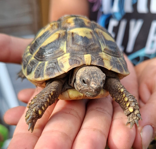 NZ 16.08.2024 Griechische Landschildkröte