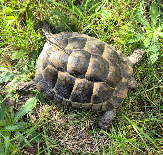 Maurische (W) Landschildkröten
