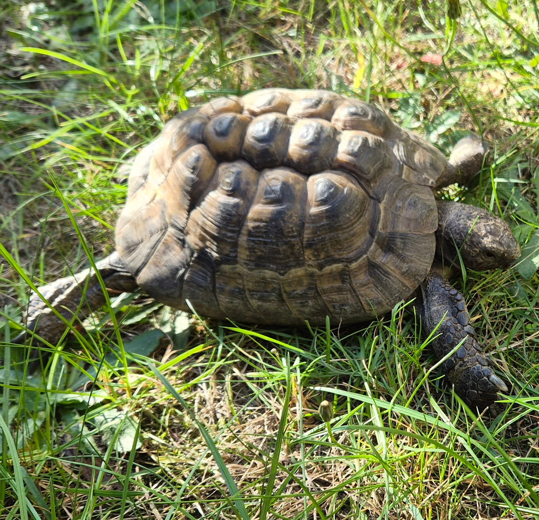 Maurische Landschildkröte