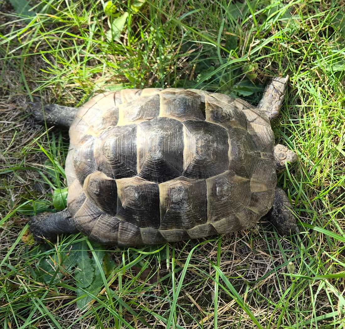 Maurische (W) Landschildkröten