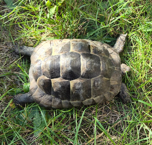 Maurische (W) Landschildkröten