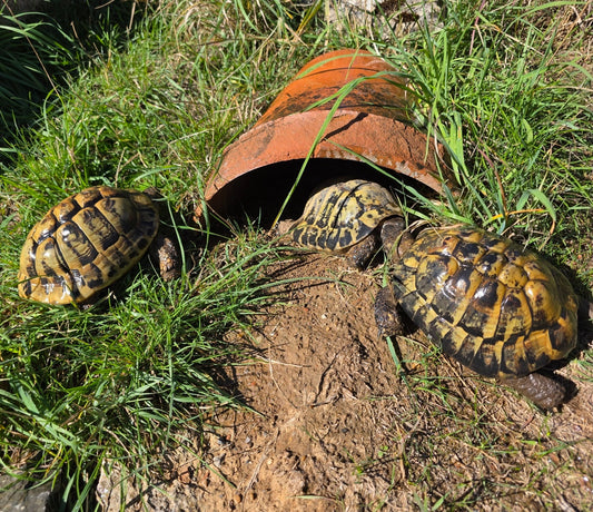 Griechisches männl. Landschildkrötentrio zu verkaufen - 2003, 2008, 2010