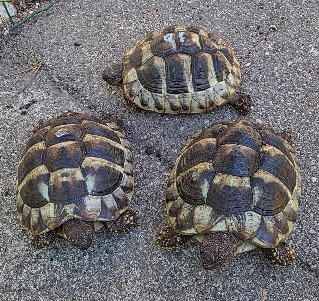 3 Griechische Landschildkröten suchen neues Zuhause